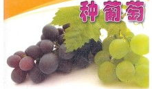 葡萄种植技术与管理视频教程,葡萄种植技术与管理视频教程精华概述